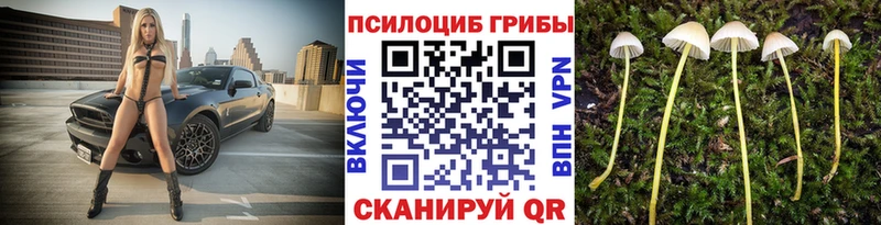как найти наркотики  сайты даркнета Telegram  Псилоцибиновые грибы прущие грибы  Железногорск 